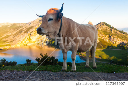 Cow of the Asturian mountain breed sits on a lawn in a national park at sunset 117365907