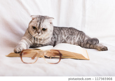 Smart scottish fold cat lying near open book and eyeglasses 117365908