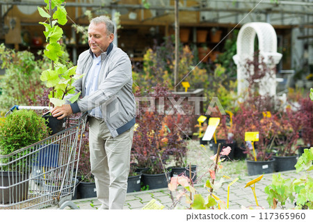 Middle aged man shopping in garden center Middle aged man shopping in garden center 117365960
