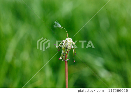 dandelion on a background of green gras 117366026