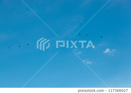 a flock of birds flying in the blue sky a flock of birds flying in the blue sky 117366027
