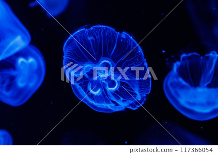 macro aurelia aurita semaeostomeae macro aurelia aurita semaeostomeae 117366054