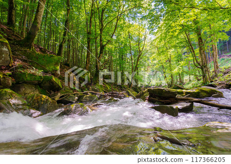 river in the forest. summer landscape. water flows through beech woods 117366205