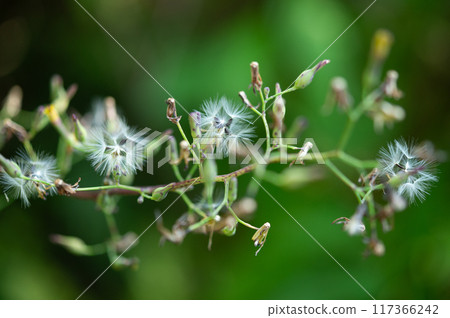 Close-up of the fluff of the giant sea urchin Close-up of the fluff of the giant sea urchin 117366242