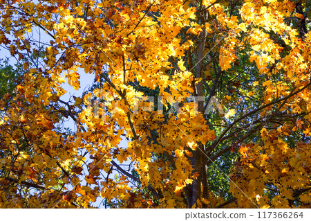 A dense forest with a mix of yellow and green leaves, suggesting a vibrant autumn setting. A dense forest with a mix of yellow and green leaves, suggesting a vibrant autumn setting. 117366264