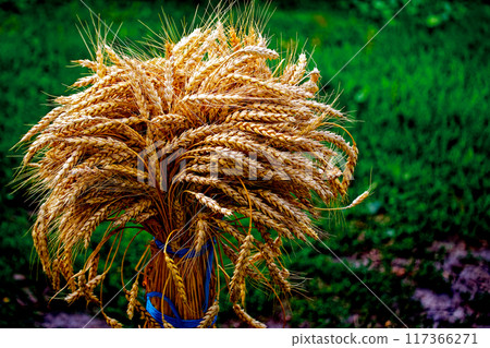 Harvested wheat bundled and displayed, symbolizing agricultural productivity. 117366271