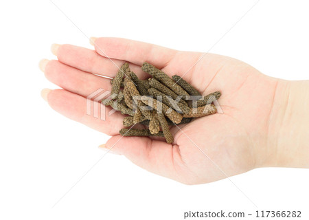 Pepper Long or Pippali on a woman's palm over white background. Pepper Long or Pippali on a woman's palm over white background. 117366282