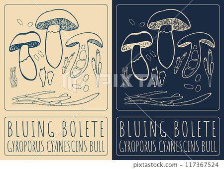 Vector drawing BLUING BOLETE. Hand drawn illustration. Latin name is GYROPORUS CYANESCENS BULL 117367524