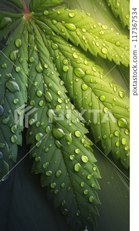 Background of green cannabis leaves, marijuana plant texture 117367534