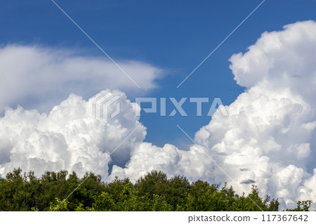 Lush big cumulus clouds in blue sky above forest 117367642
