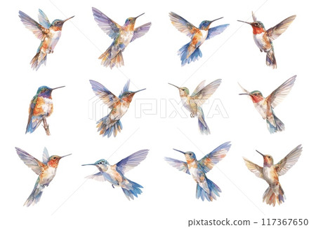 Watercolor hummingbird set. Flying exotic tropical blue bird, cute little colorful feather animal vector illustration 117367650