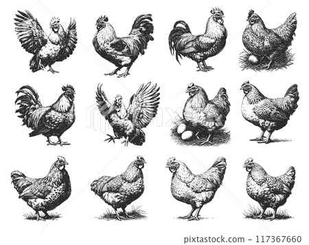 Hand drawn rooster and hen set. Engraving farm animal bird poses, chicken with eggs, poultry vector illustration Hand drawn rooster and hen set. Engraving farm animal bird poses, chicken with eggs, poultry vector illustration 117367660
