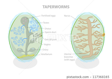 3D Isometric Flat  Illustration of Proglottid of Taperworm, Taenia Solium 117368165