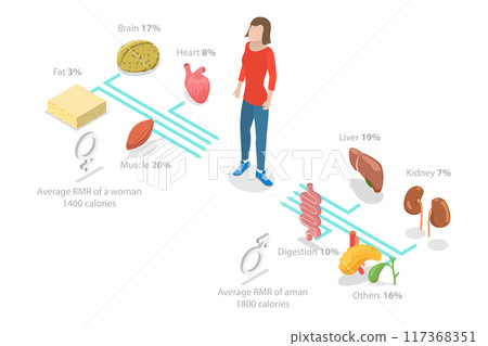 3D Isometric Flat  Illustration of Resting Metabolic Rate , Calories Consumption for Everyday Performances 117368351