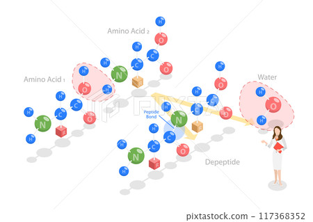 3D Isometric Flat Illustration of Peptide Bond, Chemical Structure of Amino Acids 3D Isometric Flat Illustration of Peptide Bond, Chemical Structure of Amino Acids 117368352