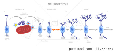 3D Isometric Flat  Illustration of Neurogenesis, Neuron Development Process St 117368365