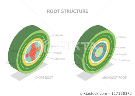 3D Isometric Flat  Illustration of Root Structure, Plant Anatomy 117368373
