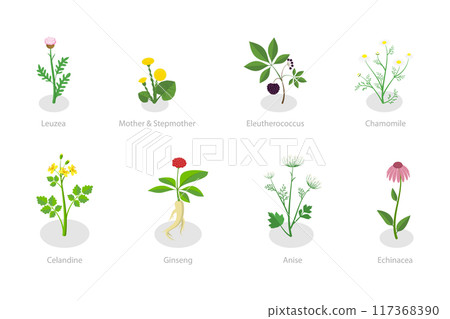 3D Isometric Flat Set of Healing Herbs, Herbal Medicine 3D Isometric Flat Set of Healing Herbs, Herbal Medicine 117368390