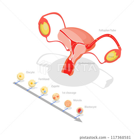 3D Isometric Flat  Illustration of Ovulation, Fertilization Implantation, Embryo Development 117368581