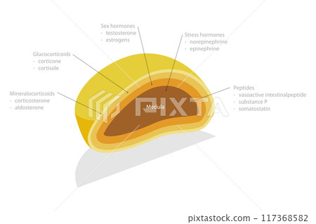 3D Isometric Flat  Illustration of Adrenal Gland, Endocrine System 117368582