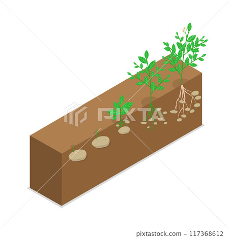 3D Isometric Flat Illustration of Potatoes Reproduction Cycle, Tubers Develop from Stolon, Stems or Roots 3D Isometric Flat Illustration of Potatoes Reproduction Cycle, Tubers Develop from Stolon, Stems or Roots 117368612