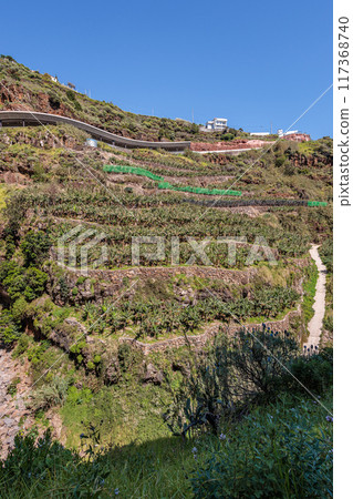 Banana groves around the town of Calheta on the island of Madeira 117368740