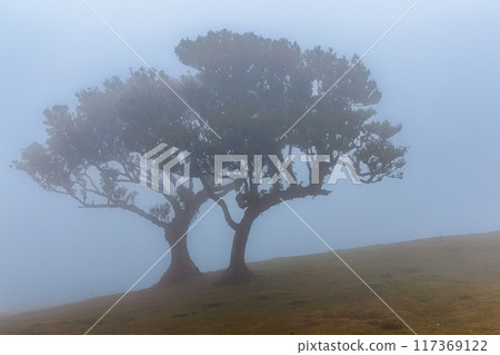 Magical Fanal Laurel Forest on the island of Madeira 117369122