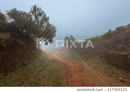 Magical Fanal Laurel Forest on the island of Madeira 117369123