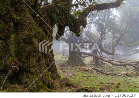 Magical Fanal Laurel Forest on the island of Madeira 117369127