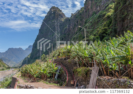 Banana plantations above the town of Ribeira Brava on the island of Madeira Banana plantations above the town of Ribeira Brava on the island of Madeira 117369132