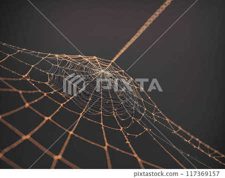 A spider web with a spider in the center 117369157