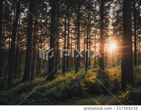 A forest with trees and bushes in the foreground and a sun in the background 117369238