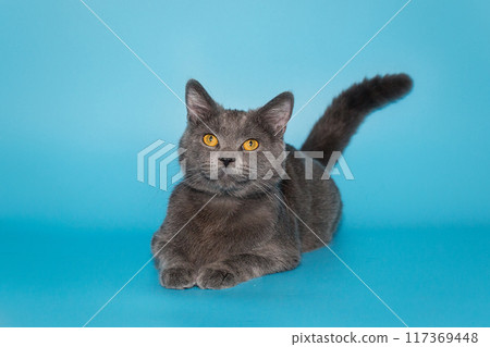 Grey British cat with yellow eyes 117369448