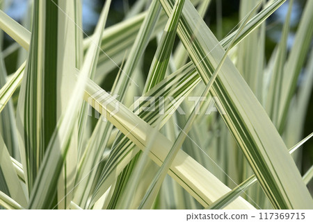 Leaf pattern Natural modeling Leaf pattern Natural modeling 117369715