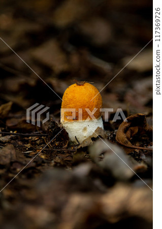 Edible mushroom Leccinum albostipitatum 117369726