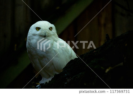 Snowy owl sits on the ground looking 117369731