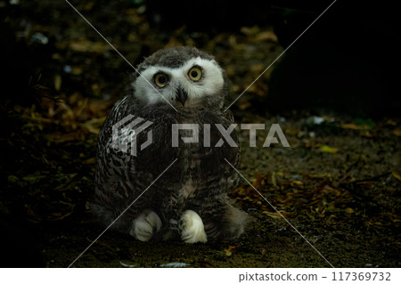 Surprised juvenile snowy owl with open mouth. Polar or white owl chick (Bubo scandiacus) 117369732