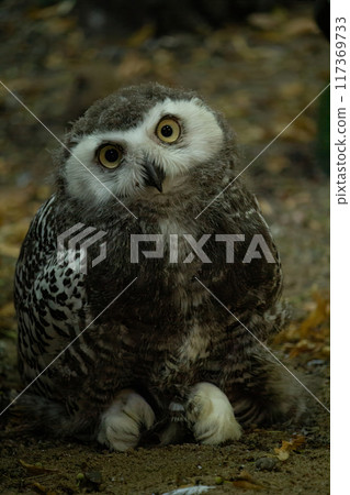 Surprised juvenile snowy owl with open mouth. Polar or white owl chick (Bubo scandiacus) 117369733