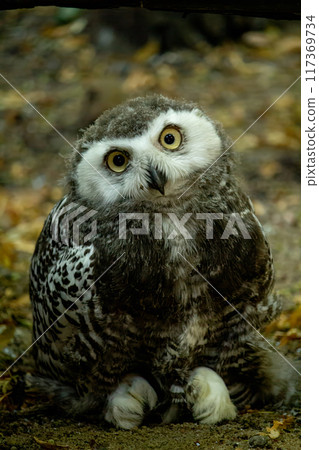 Surprised juvenile snowy owl with open mouth. Polar or white owl chick (Bubo scandiacus) Surprised juvenile snowy owl with open mouth. Polar or white owl chick (Bubo scandiacus) 117369734