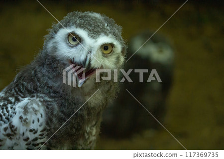 Surprised juvenile snowy owl with open mouth. Polar or white owl chick (Bubo scandiacus) Surprised juvenile snowy owl with open mouth. Polar or white owl chick (Bubo scandiacus) 117369735