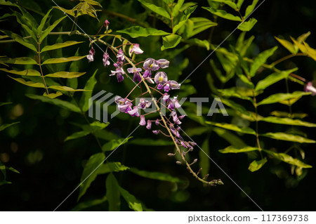 classic purple flowers in hanging racemes. classic purple flowers in hanging racemes. 117369738