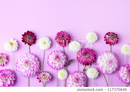 Colorful autumn flower background of flowers dahlias. Floral Greeting card. Nature trendy decorative design. Nature concept. Flat lay. 117370646