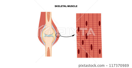 Skeletal muscle tissue Skeletal muscle tissue 117370989