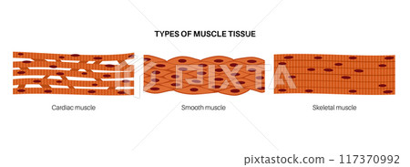 Human muscle tissues Human muscle tissues 117370992