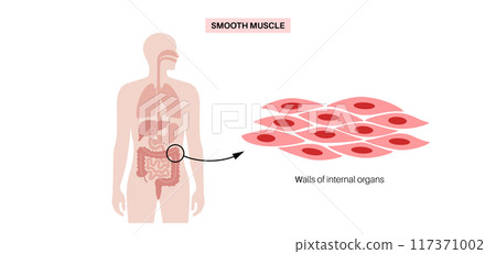 Smooth muscle tissue Smooth muscle tissue 117371002