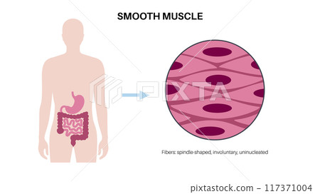 Smooth muscle tissue 117371004