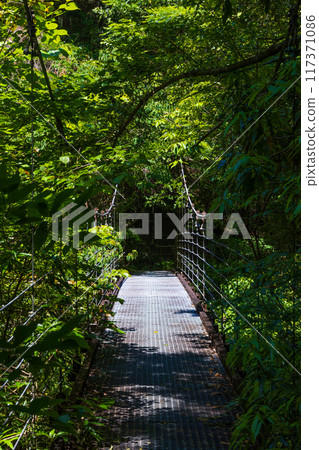 Fresh greenery in Nakatsu Valley (Niyodo Blue) in Niyodogawa Town, Kochi Prefecture 117371086