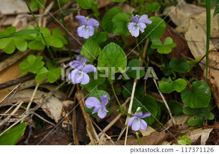 The beautiful pale purple flowers of the Ainu Viola tachiensis seen on Rebun Island in Hokkaido 117371126