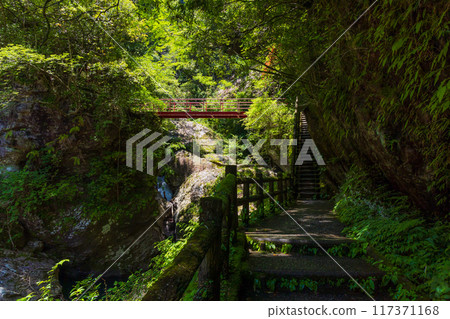 Fresh greenery in Nakatsu Valley (Niyodo Blue) in Niyodogawa Town, Kochi Prefecture 117371168