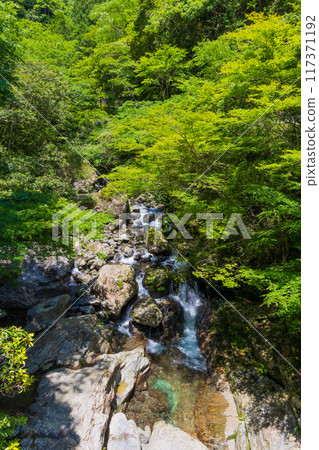 高知縣仁澱川町鮮綠的中津溪谷(仁澱藍) 高知縣仁澱川町鮮綠的中津溪谷(仁澱藍) 117371192